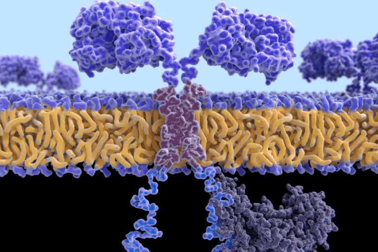 Dati a quattro anni su axicabtagene ciloleucel per il linfoma a grandi cellule B R/R