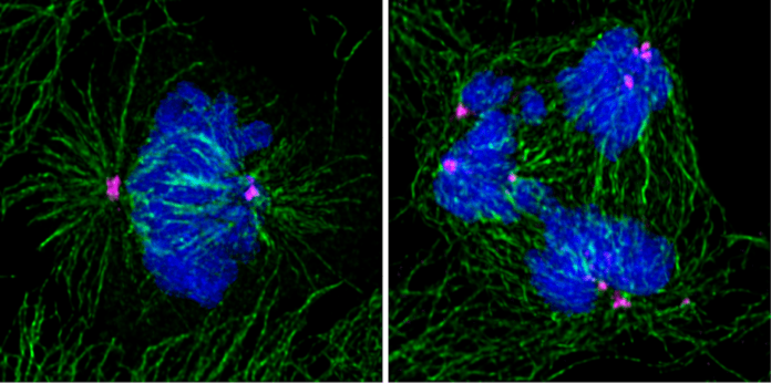 Due studi pubblicati su EMBO Journal individuano i meccanismi con cui due proteine bloccano la divisione delle cellule all'origine dei tumori
