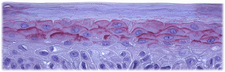 Il futuro della sperimentazione pre-clinica senza la sperimentazione animale